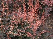 Berberis thunbergii 'Pink Attraction' 